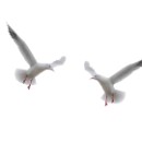 29 30 Peter Seitz 002